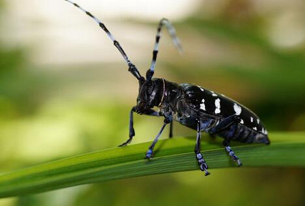 甲壳虫是什么动物类别 很多昆虫都属于