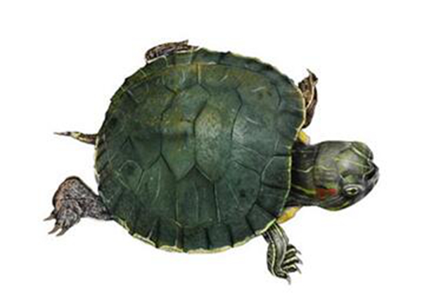 乌龟是什么动物类型 它是一种两栖动物(