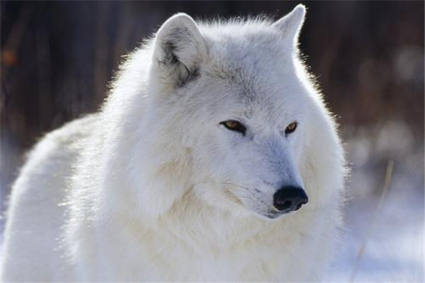 北极狼:又称之为白狼(大多欧亚大陆加拿大地区)