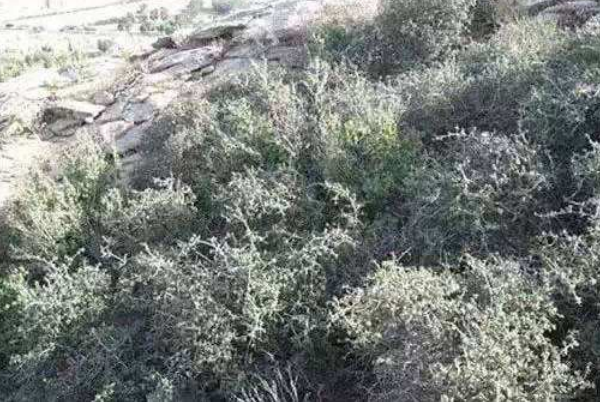 世界上寿命最长的植物:万岁老人