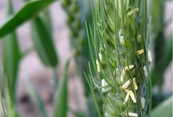 世界上寿命最短的花:小麦开花15分钟