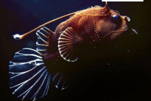 会发光的鱼：带鱼、龙头鱼等由发光细菌或器官形成