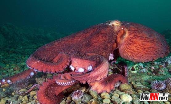 世界上最大的章鱼有多大|世界上最大的章鱼，北太平洋巨型章鱼(554斤/9.8米)