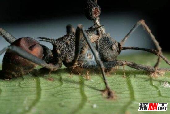 世界上有没有僵尸蚂蚁_世界上最古老的僵尸蚂蚁，被4800万年前真菌侵蚀大脑致死
