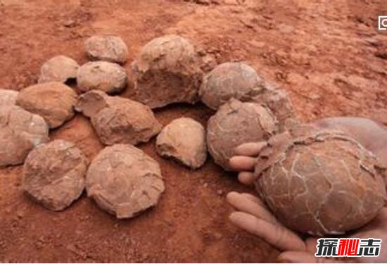 恐龙世界2_惊动世界的恐龙蛋之谜，中国惊现5000枚亿万年前恐龙蛋