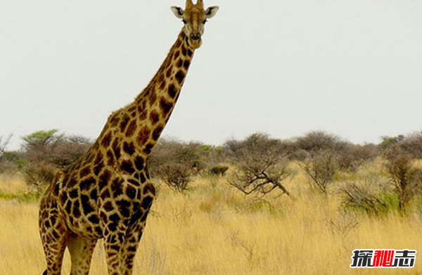 长颈鹿濒临灭绝了吗?长颈鹿生活在什么地方