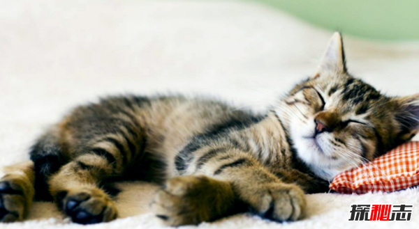 新手养猫15大基础知识：猫70%时间都在睡觉