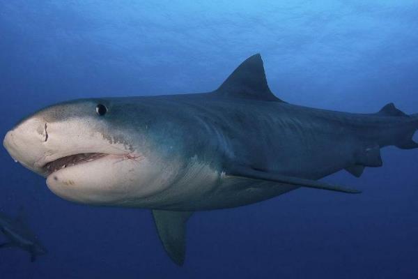 牛鲨唯一穿梭于淡水和咸水中的鲨鱼血液能调节盐分