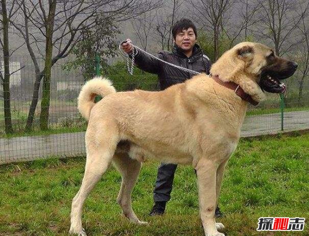 世界第一巨犬,土耳其坎高犬(站立超2米/土耳其国宝)