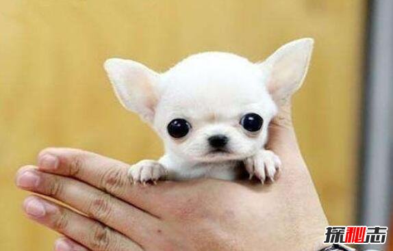 世界上最小的狗排名 吉娃娃米莉仅高6 53cm 最袖珍狗 探秘志