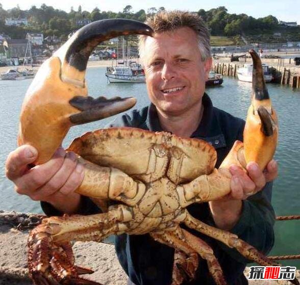 重达16斤的巨型螃蟹