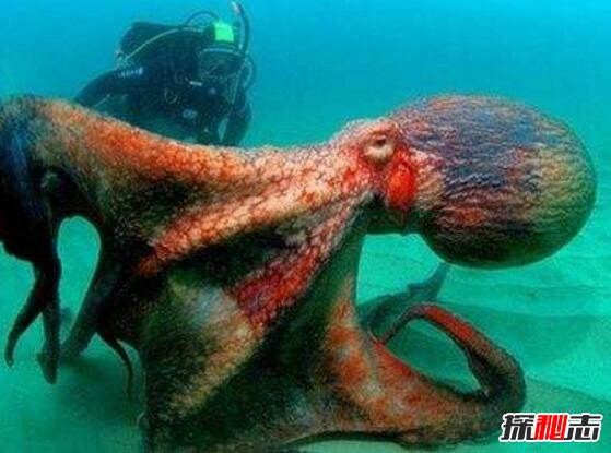 世界上最大的乌贼,大王酸浆鱿(20米/600斤)