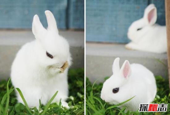 世界上最小的宠物兔