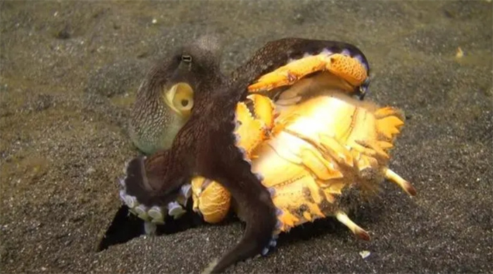 章鱼与螃蟹谁吃谁?（章鱼吃螃蟹）