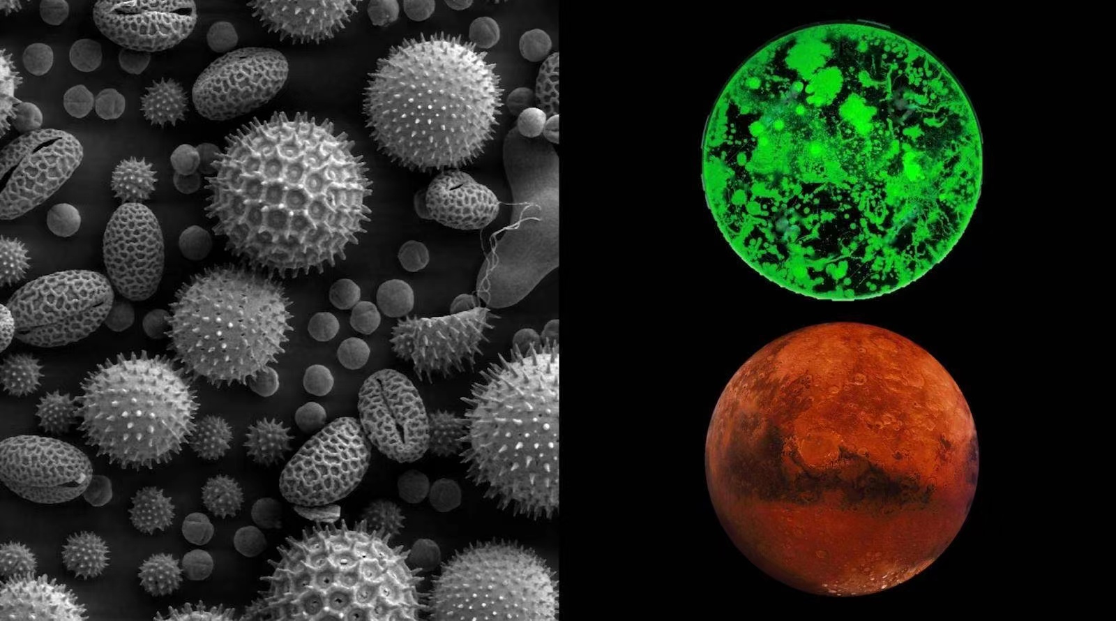 地球细菌微生物去火星 能否带来生机？（火星生命）