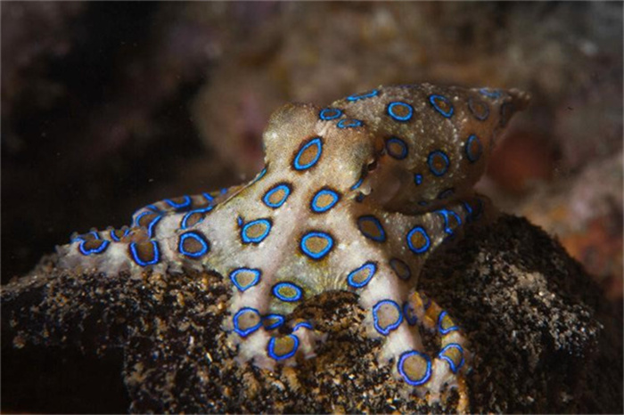 蓝环章鱼是海洋中最危险的动物吗（是）