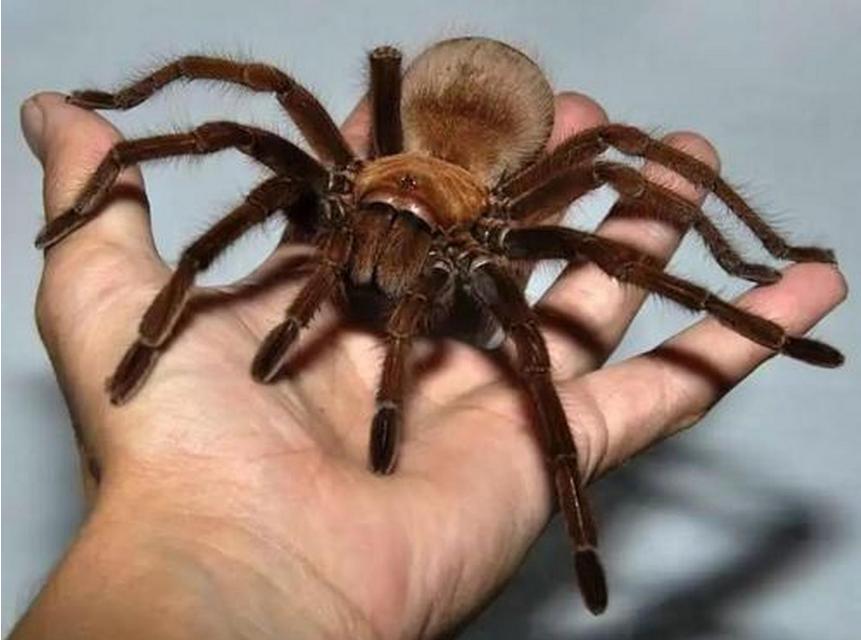 世界上三种最大蜘蛛 亚马逊食鸟蛛（体长30厘米）