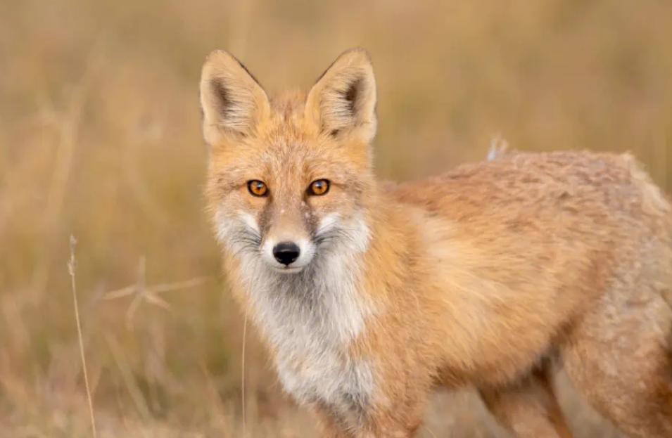 世界上最大的狐狸 体长可超过70厘米（赤狐）