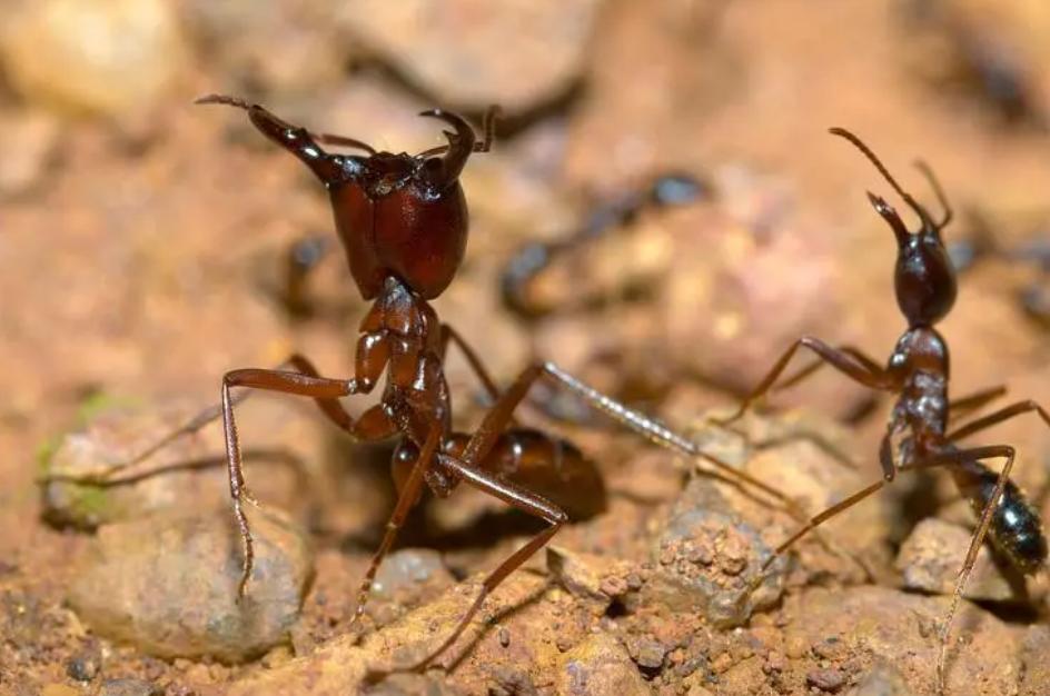 世界上最大最小蚂蚁 非洲矛蚁（头尾有4厘米长）