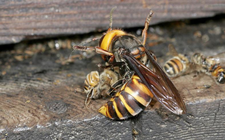 世界上最大的黄蜂 体长可达4厘米（日本大黄蜂）