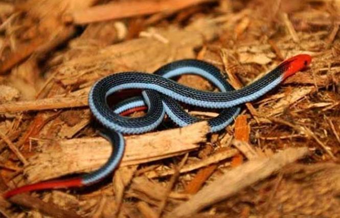 世界上最神秘莫测的蛇 毒性强行踪隐蔽（蓝长腺珊瑚蛇）