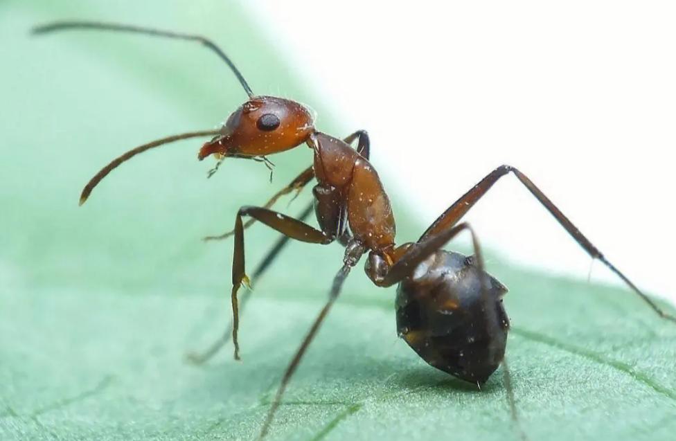 世界上最可怕的蚂蚁 毒性非常强（红火蚁）