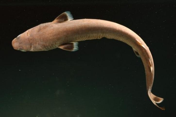 世界上最小的鲨鱼 体长仅30厘米（硬背侏儒鲨）