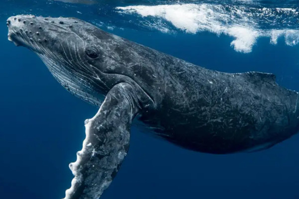 <b>世界五大最大的鲸鱼 是什么（蓝鲸第一）</b>
