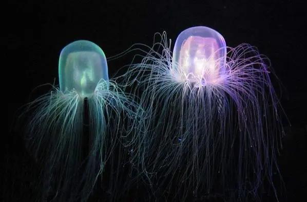 世界上毒性最强的动物 澳洲方水母(有毒刺细胞)