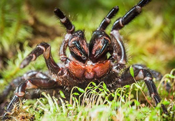 世界上毒性最强的蜘蛛 悉尼漏斗网蜘蛛(体型特别大)