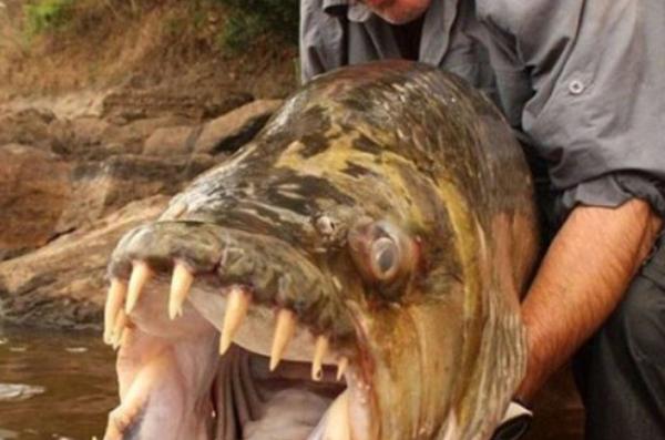 世界上最大的淡水鱼 坦克鸭嘴巨型鲶鱼 (被称水怪)