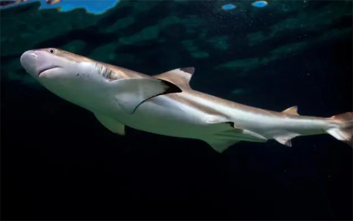 北极鲨鱼竟能活将近半个世纪（400年）