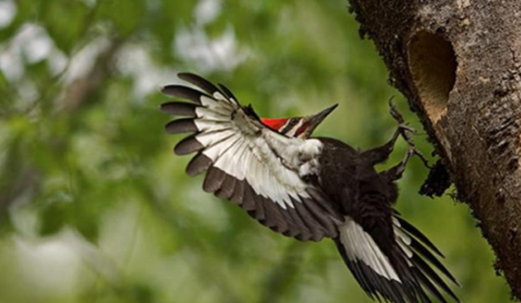 被认定为灭绝物种又活过来的啄木鸟是什么（象牙喙啄木鸟）
