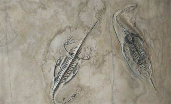贵州发现完整恐龙化石 恐龙化石的研究价值