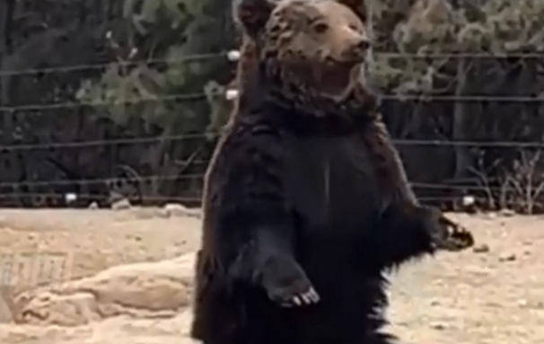 动物园棕熊能懂人话 被游客质疑是有人假扮（假棕熊）