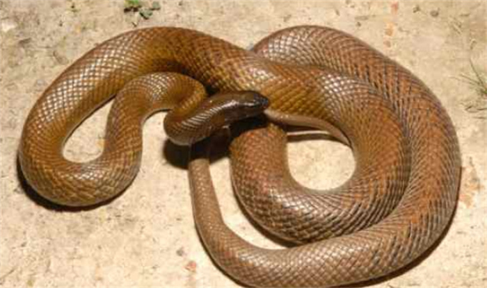 世界上最毒的蛇是什么蛇(内陆太攀蛇)
