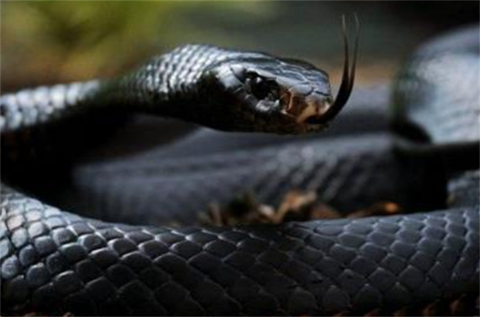 世界上速度最快的蛇 黑曼巴蛇(时速23公里)