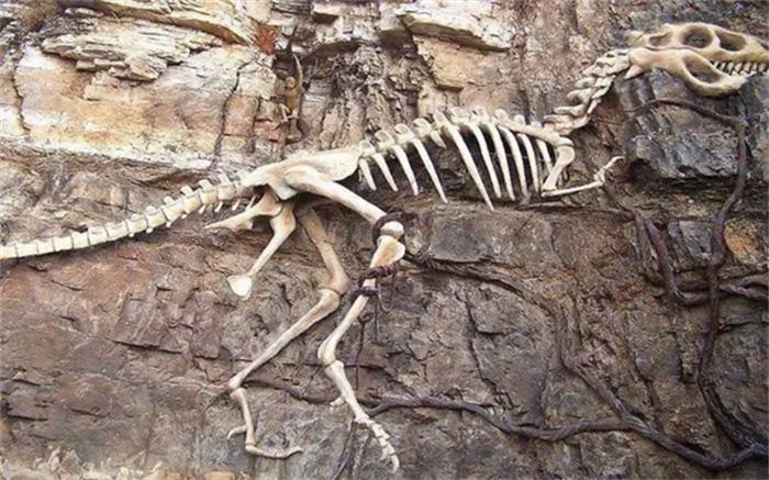 研究人员是否可以通过恐龙肉身残骸 将其复活（并不能）
