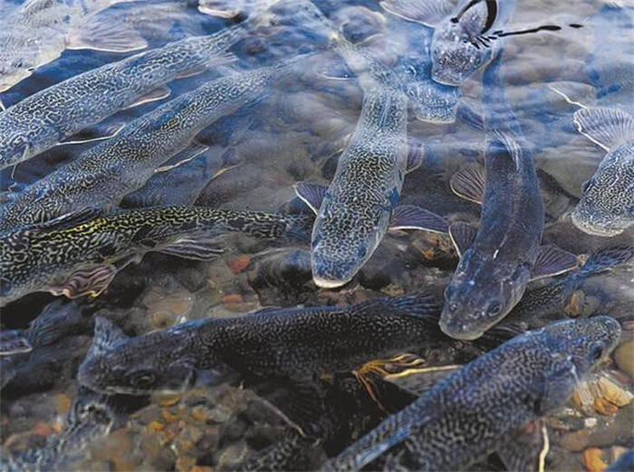 西藏羊卓雍措里的鱼，达8亿多公斤却无人吃，这是为何？