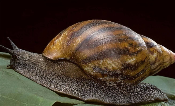 世界上最大的蜗牛 来自非洲的大蜗牛（非洲蜗牛）