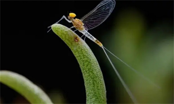 世界上寿命最短的生物 微小的蜉蝣（昆虫蜉蝣）