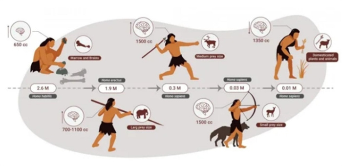 人类的进化史上发生了什么，以至于胃酸的酸度接近食腐动物