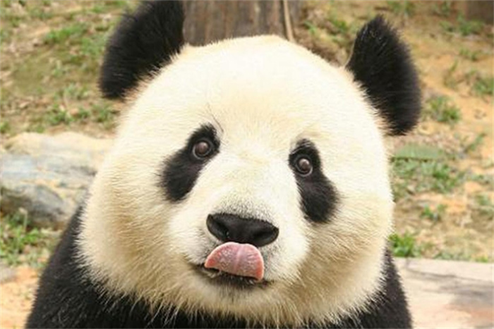 外表憨憨的大熊猫是战五渣吗？野生大熊猫在自然界有没有天敌？