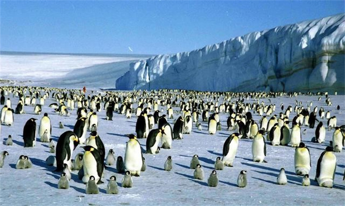 经历了冰火两重天的考验 企鹅成了世界上最抗寒的鸟类