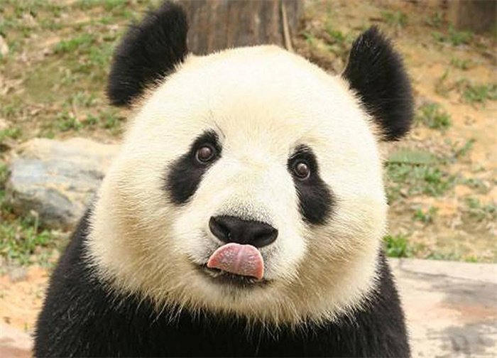 外表憨憨的大熊猫是战五渣吗  野生大熊猫在自然界有没有天敌