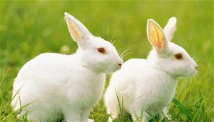 深度剖析:生肖兔的人品到底是什么样的？