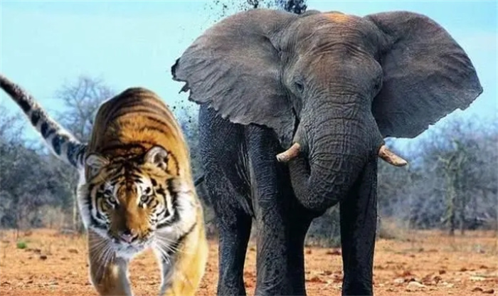 最健壮的老虎能不能单杀一头成年健康的大象？为什么？