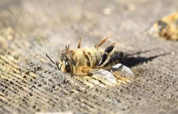 蜜蜂最惧怕什么 为什么