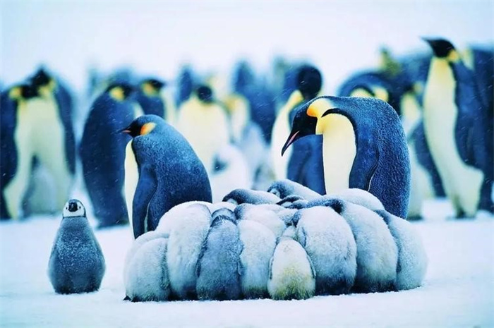 世界上最大的海鸟——南极帝企鹅