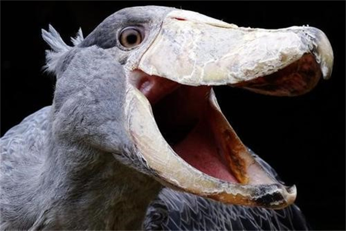 长相最“丑”的大鸟  会鞠躬懂礼貌  其实凶猛到能把鳄鱼当饭吃